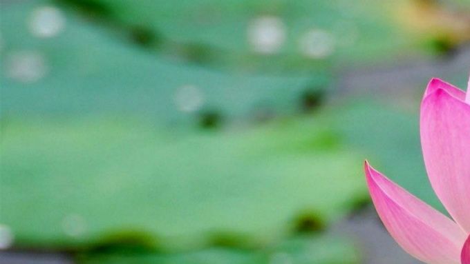 Le Lotus dans le symbolisme bouddhiste représente la possibilité pour tout être humain de parvenir à l’état de bouddha (d'Eveillé) quelles que soient les conditions de vie, tout comme la fleur de lotus poussant dans un étang boueux.

Massages et soins sur rendez-vous—Avant le 1er,  informez-vous de la prise en charge ou non de mes prestations par votre assurance maladie complémentaire—Paiement au comptant—En cas d’annulation, merci d’avertir au plus tard 24 heures à l’avance afin d’éviter que le temps réservé vous soit facturé.
