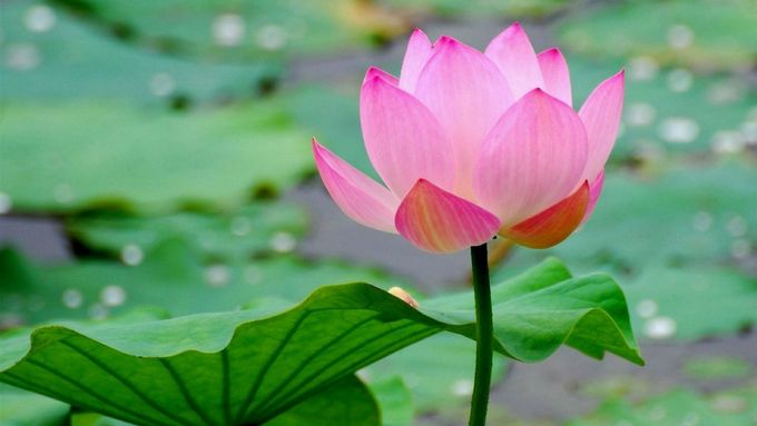 Le Lotus dans le symbolisme bouddhiste représente la possibilité pour tout être humain de parvenir à l’état de bouddha (d'Eveillé) quelles que soient les conditions de vie, tout comme la fleur de lotus poussant dans un étang boueux.

Massages et soins sur rendez-vous—Avant le 1er,  informez-vous de la prise en charge ou non de mes prestations par votre assurance maladie complémentaire—Paiement au comptant—En cas d’annulation, merci d’avertir au plus tard 24 heures à l’avance afin d’éviter que le temps réservé vous soit facturé.